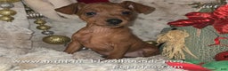 Miniature Pinscher dogs for sale: Ruby red  - Ad 3