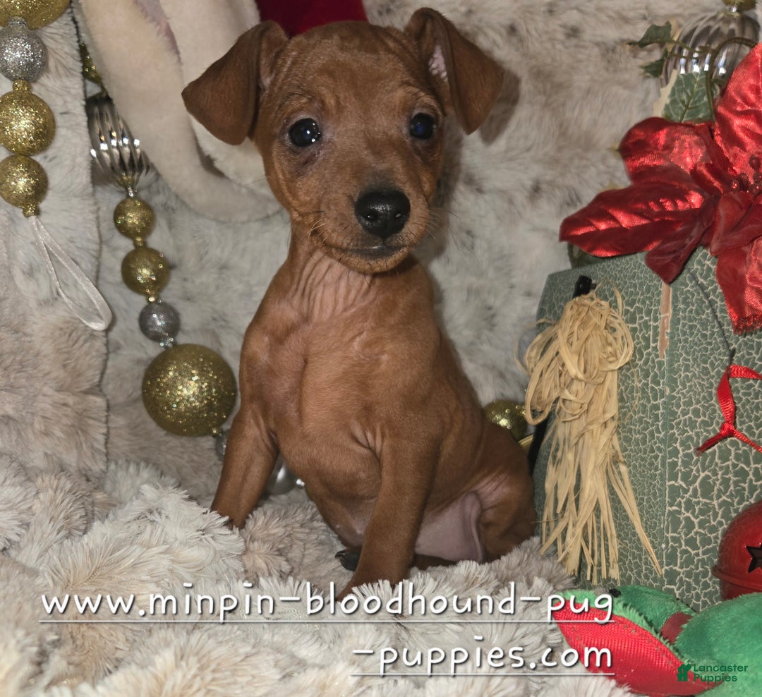 Miniature Pinscher dogs for sale: Ruby red  - Ad 3