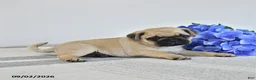 Pug dogs for sale: Magnus - Ad 3