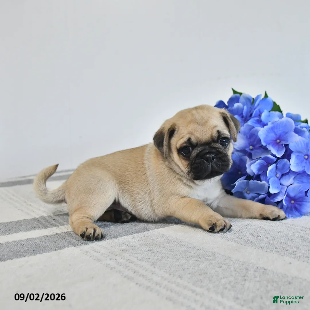 Pug dogs for sale: Magnus - Ad 3