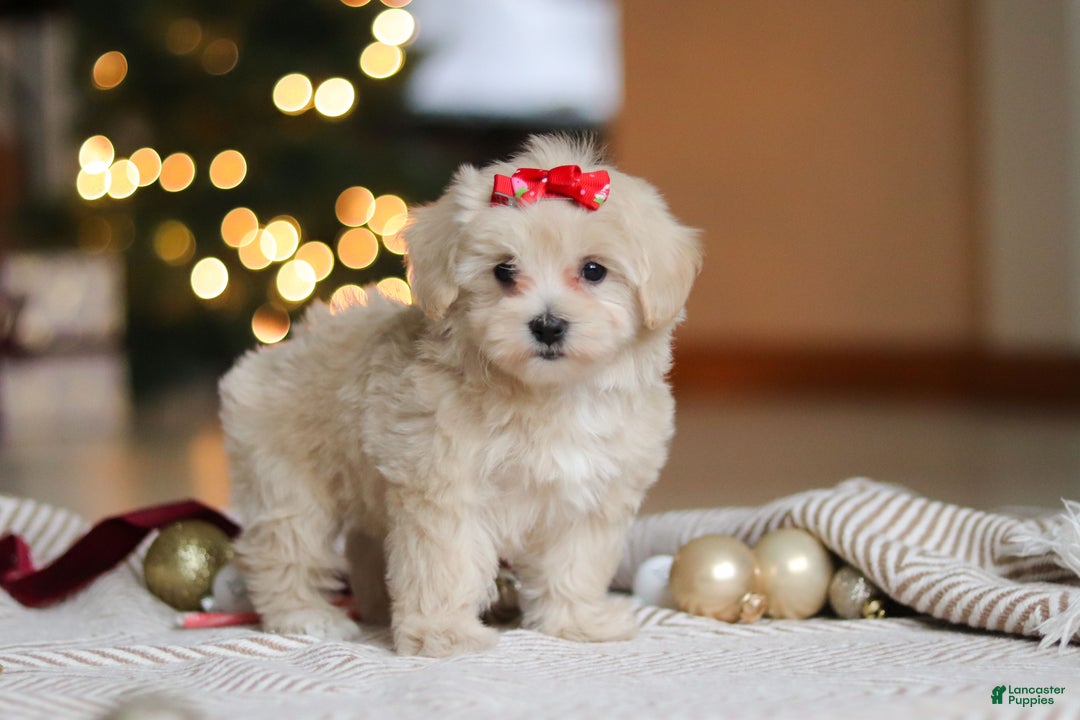 Maltipoo dogs for sale: Camila - Ad 1
