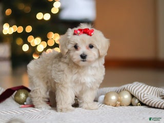 Maltipoo dogs Camila - Ad 4