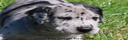 Great Dane dogs for sale: Great Dane 2 - Ad 6