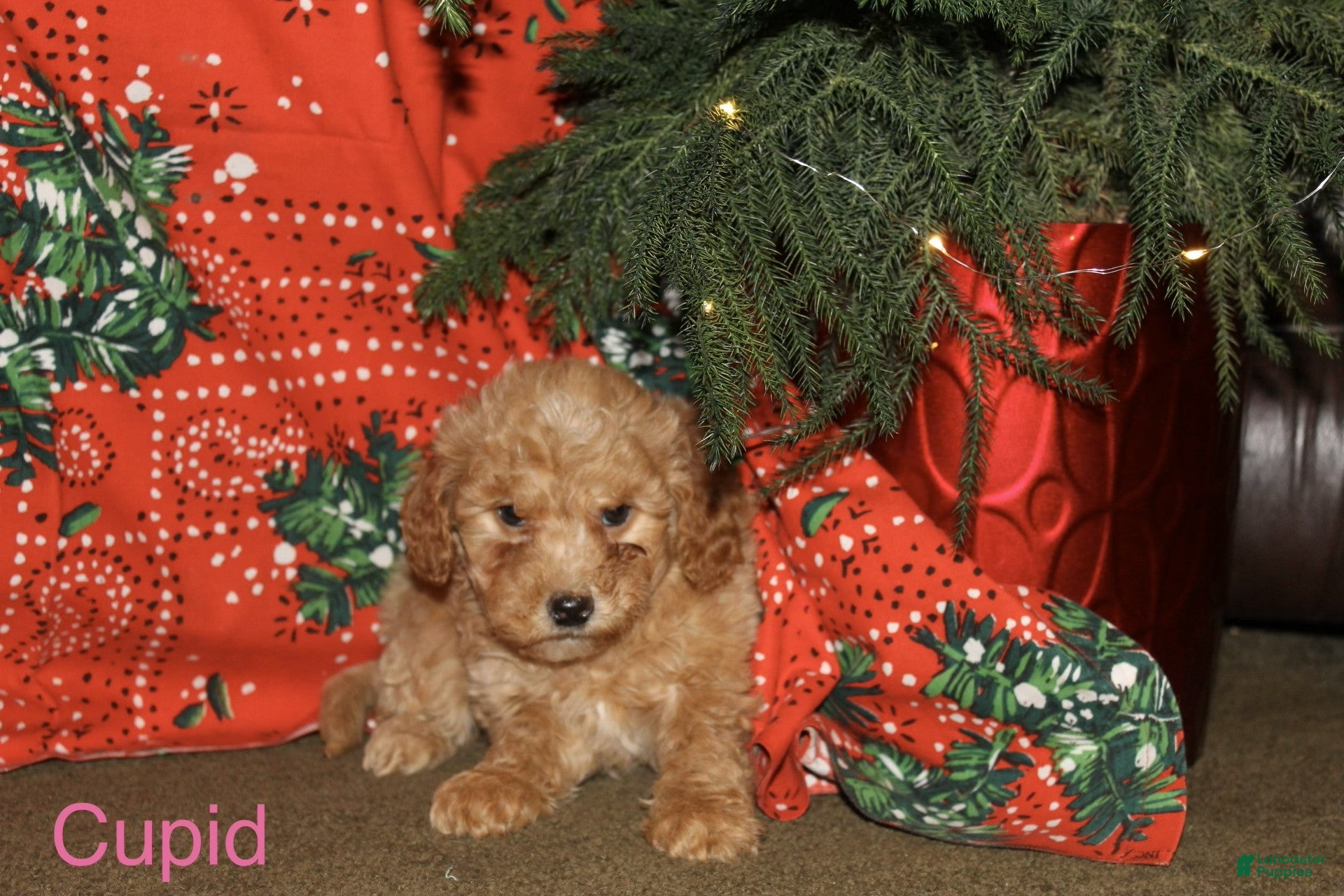 Mini Goldendoodle dogs Cupid - Ad 2