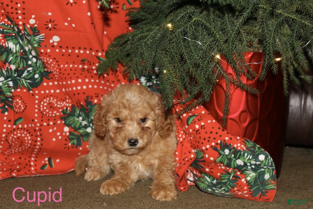 Mini Goldendoodle dogs for sale: Cupid - Ad 2