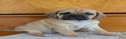 Puggle dogs for sale: Chuck  - Ad 4
