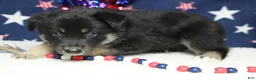Mixed Breed dogs for sale: Bergamont  - Ad 5