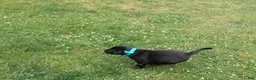 Labrador Retriever dogs for sale: Black Male (Teal Collar) - Ad 9