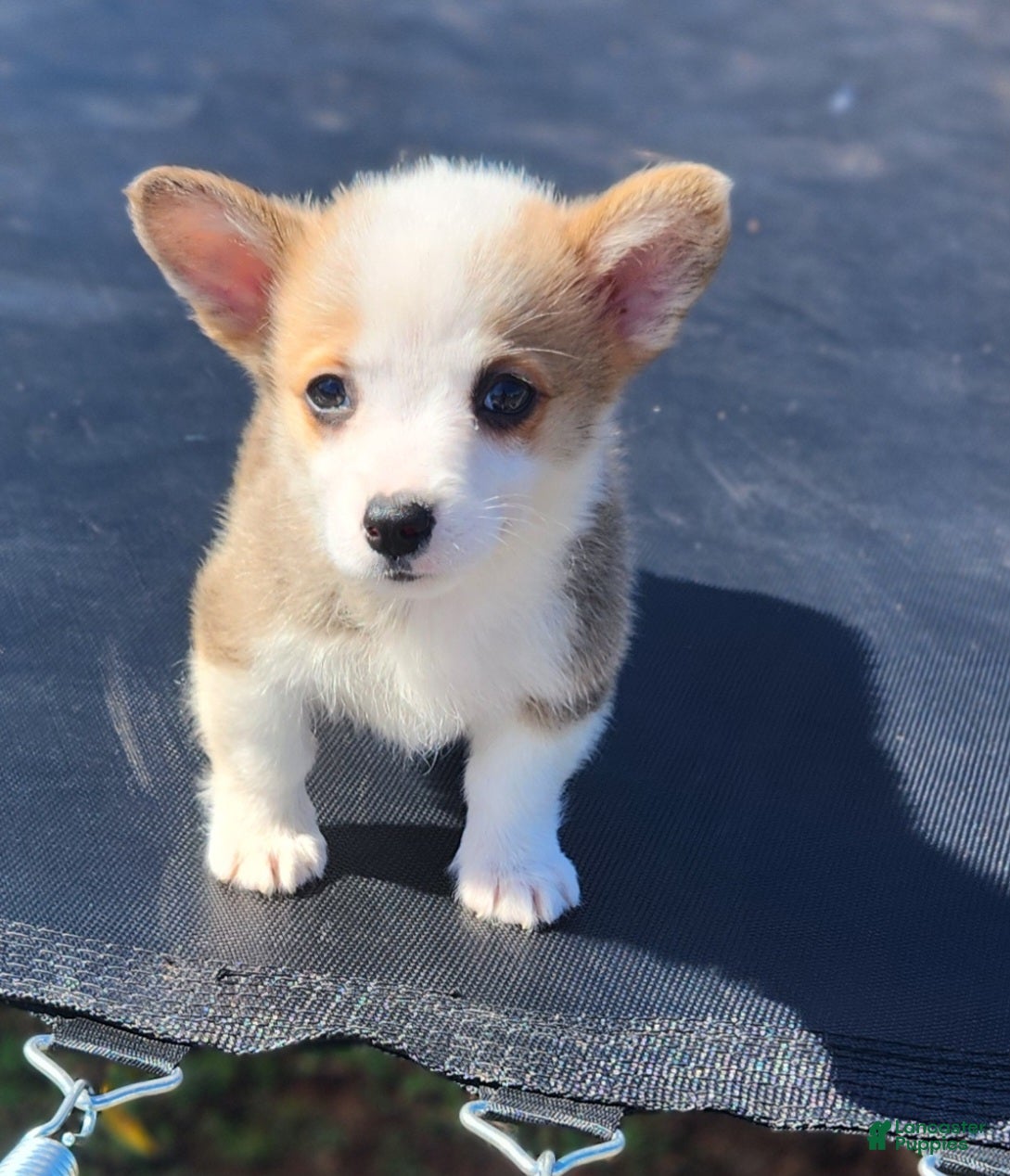 Welsh Corgi Pembroke dogs  Puppy 2 - Ad 6