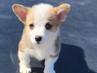 Welsh Corgi Pembroke dogs Puppy 2 - Ad 8