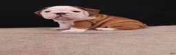 English Bulldog dogs for sale: Bruno - Ad 23