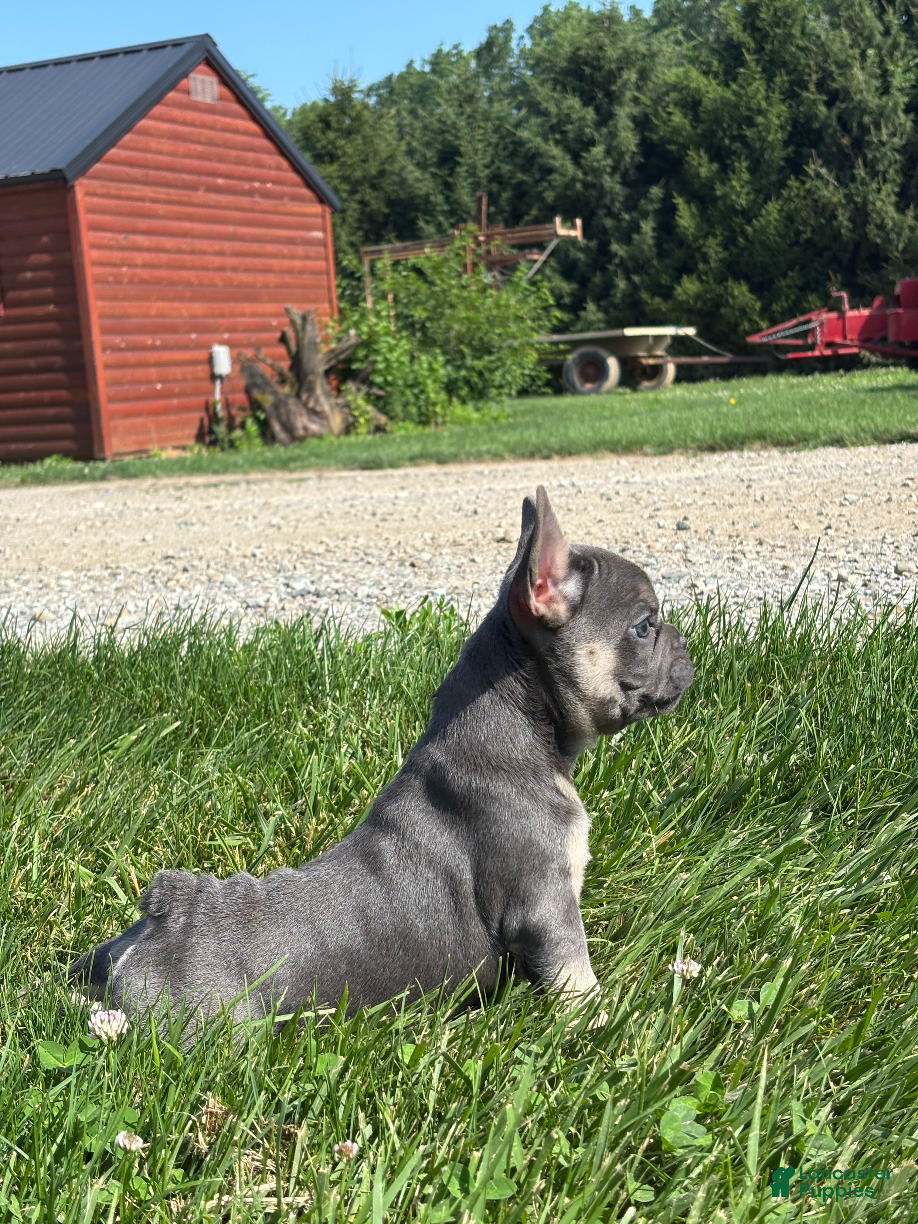 French Bulldog dogs Ryder - Ad 2