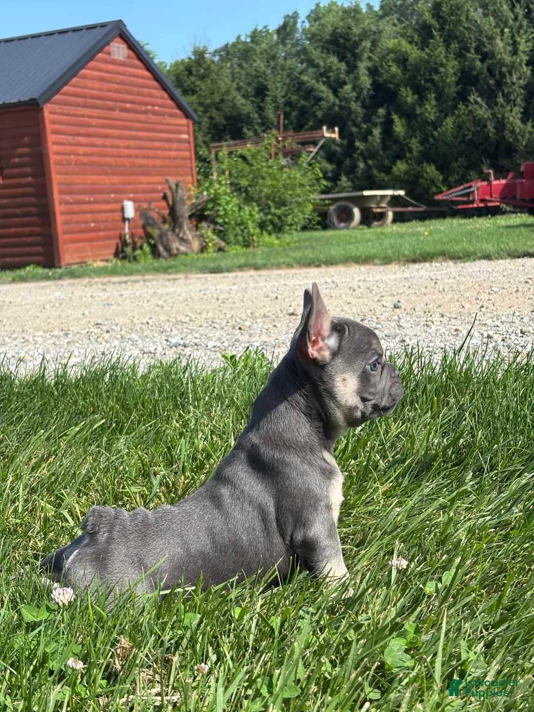French Bulldog dogs for sale: Ryder - Ad 2