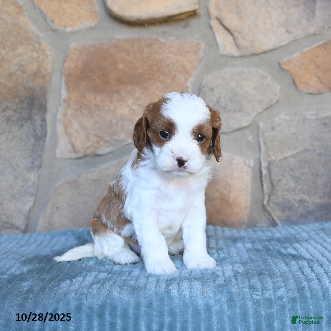 Cavapoo dogs for sale: Finley - Ad 7