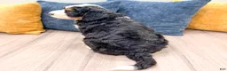 Mini Bernedoodle dogs for sale: Cody - Ad 6