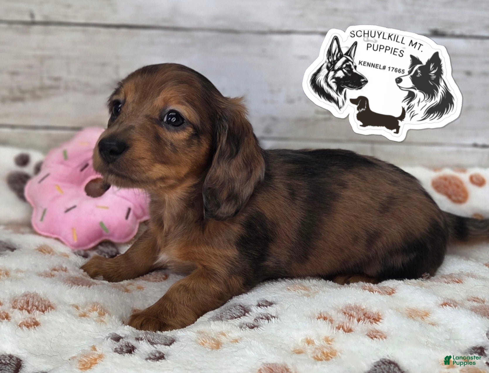 Miniature Dachshund dogs Maggie - Ad 8