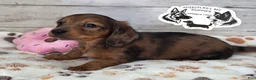 Miniature Dachshund dogs for sale: Maggie - Ad 1