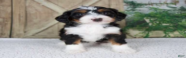 Traci