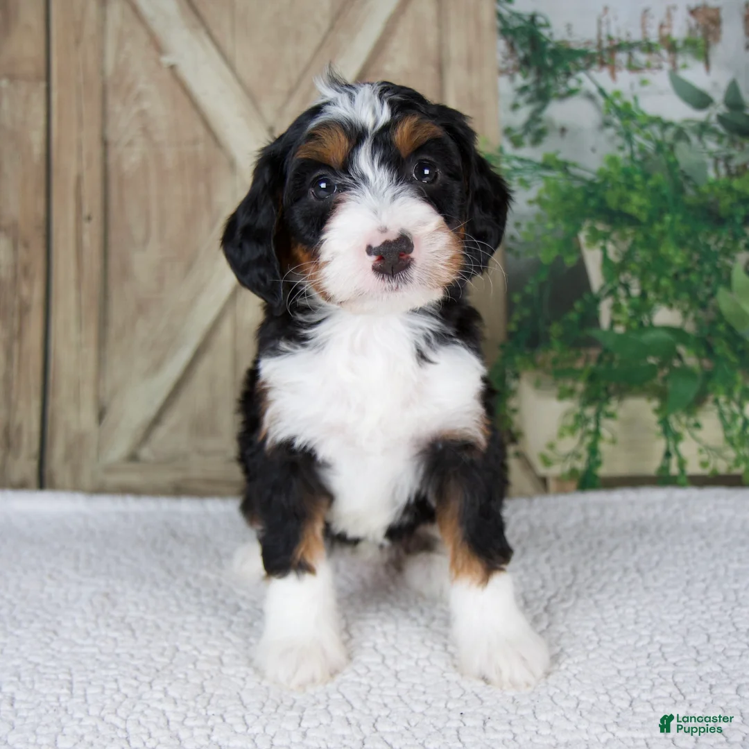 Mini Bernedoodle dogs for sale: Traci - Ad 1