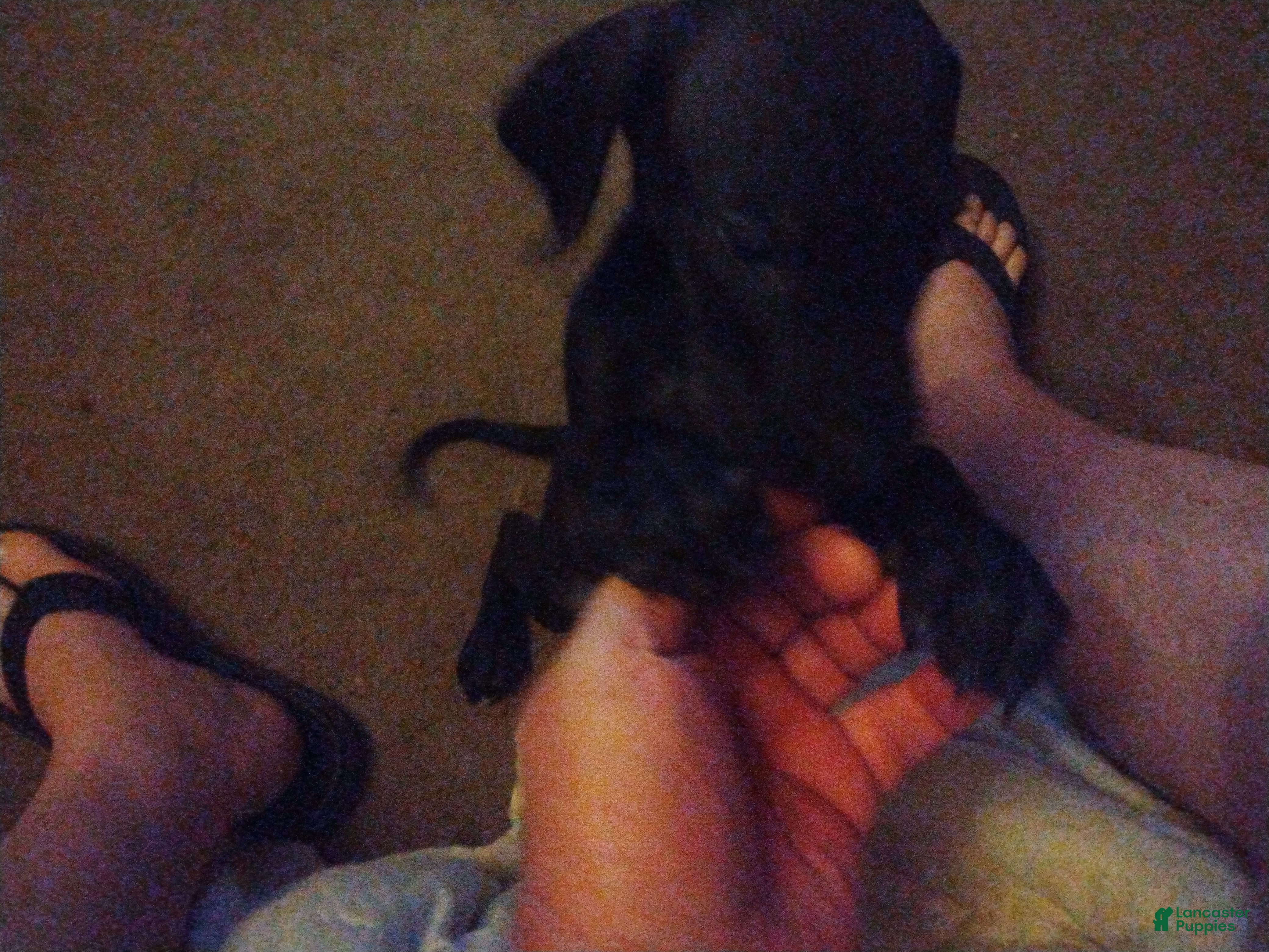 Great Dane dogs Great Dane 5 - Ad 42