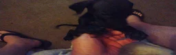 Great Dane dogs for sale: Great Dane 5 - Ad 1