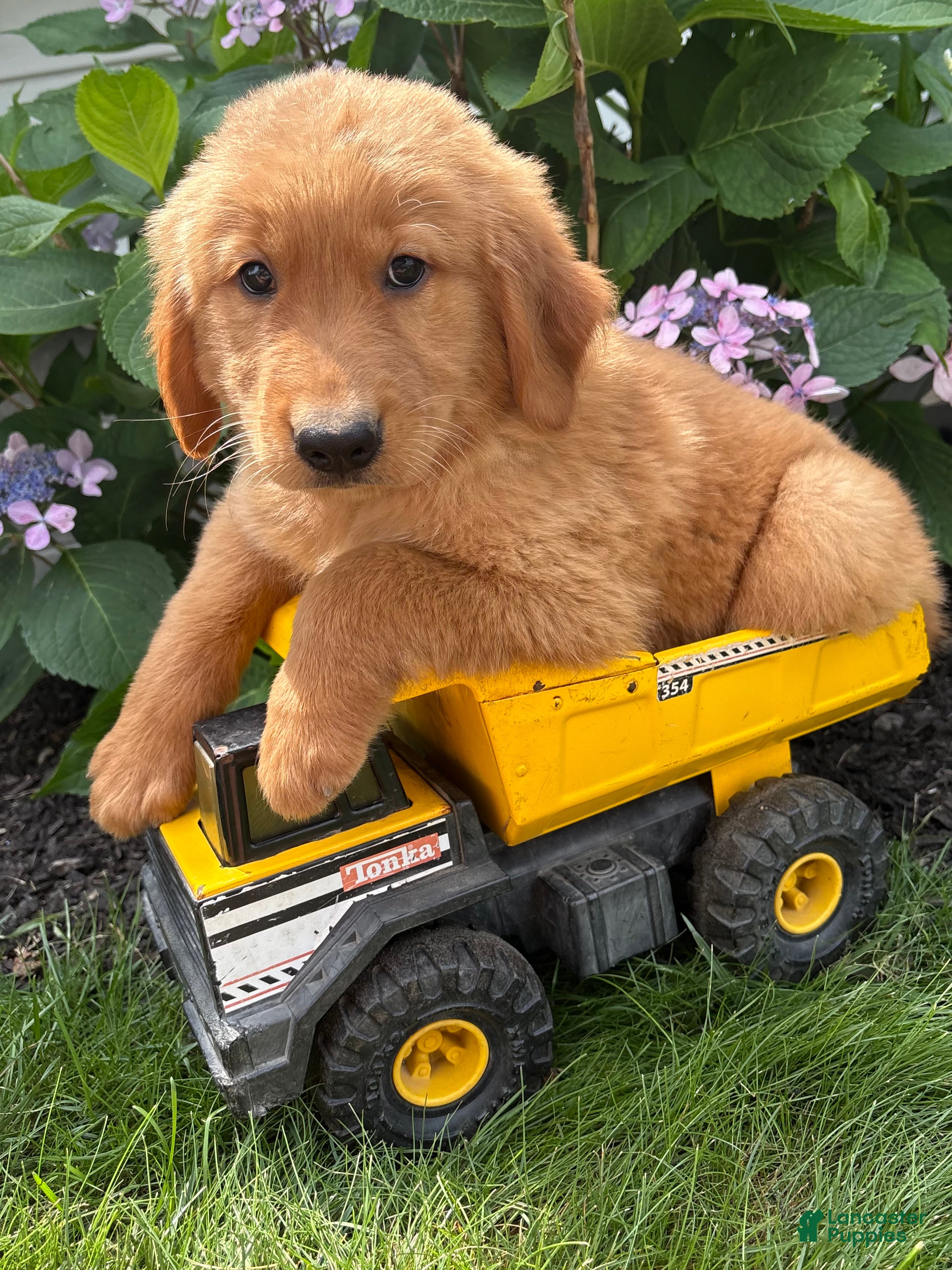 Golden Retriever dogs Sebastian - Ad 1