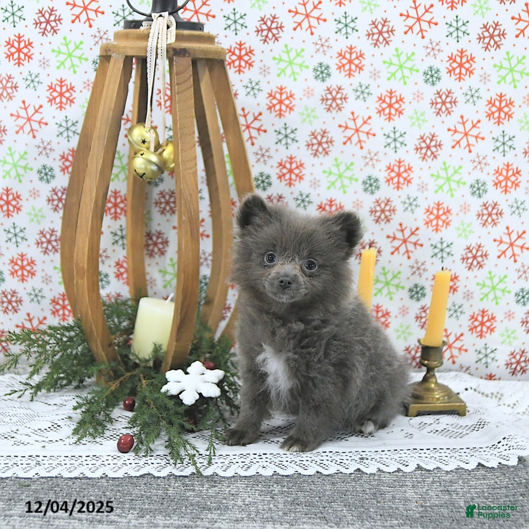 Pomeranian dogs for sale: Luci - Ad 2