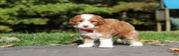 Cavapoo dogs for sale: Myles - Ad 8