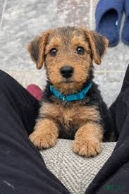 Airedale Terrier dogs Airedale Terrier Puppy 3 - Ad 2