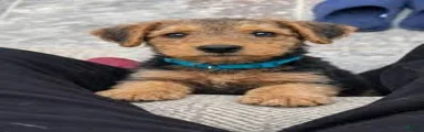Airedale Terrier Puppy 3