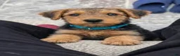 Airedale Terrier dogs for sale: Airedale Terrier Puppy 3 - Ad 1