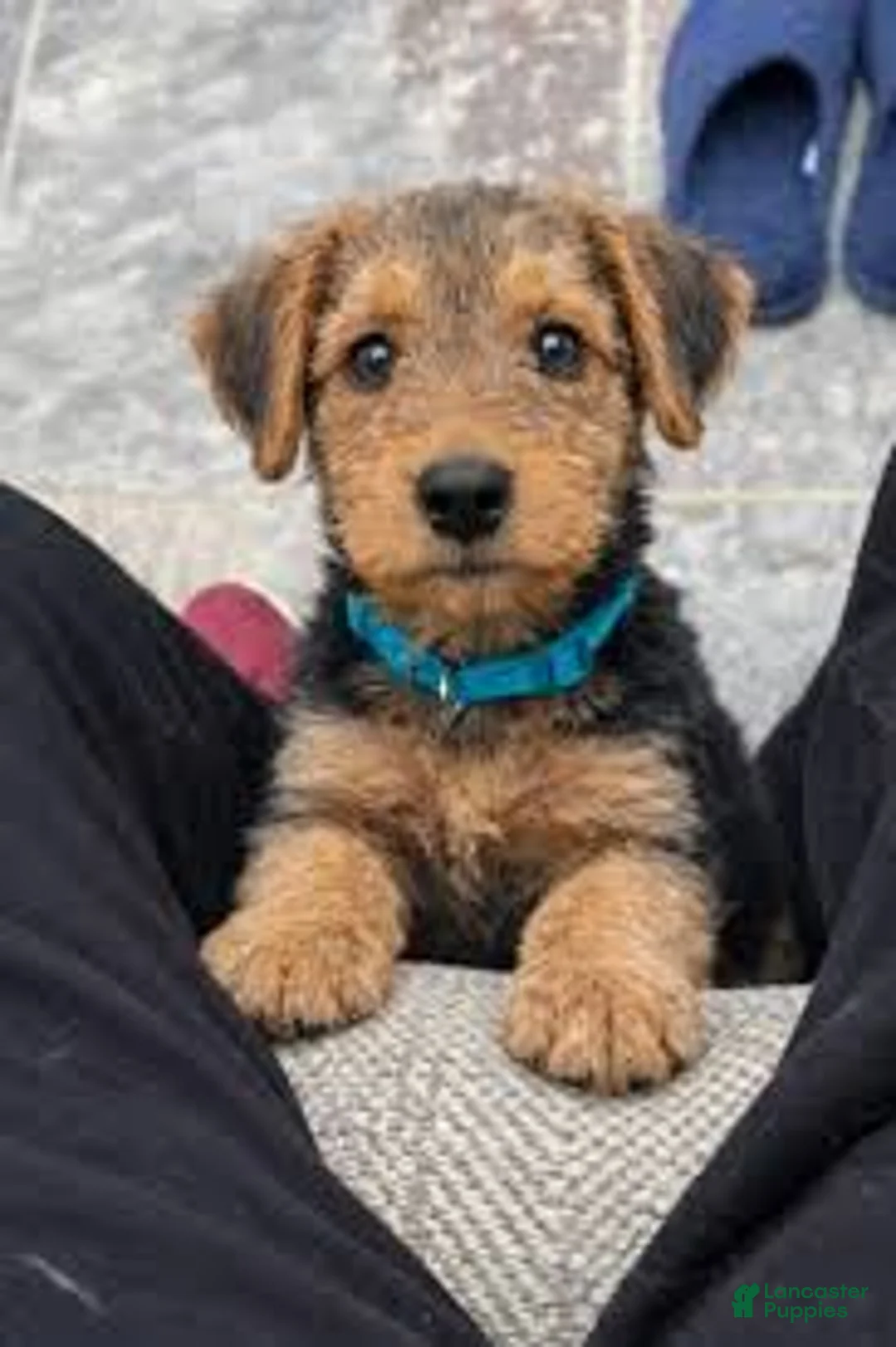 Airedale Terrier dogs for sale: Airedale Terrier Puppy 3 - Ad 1
