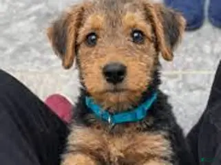 Airedale Terrier dogs Airedale Terrier Puppy 3 - Ad 2