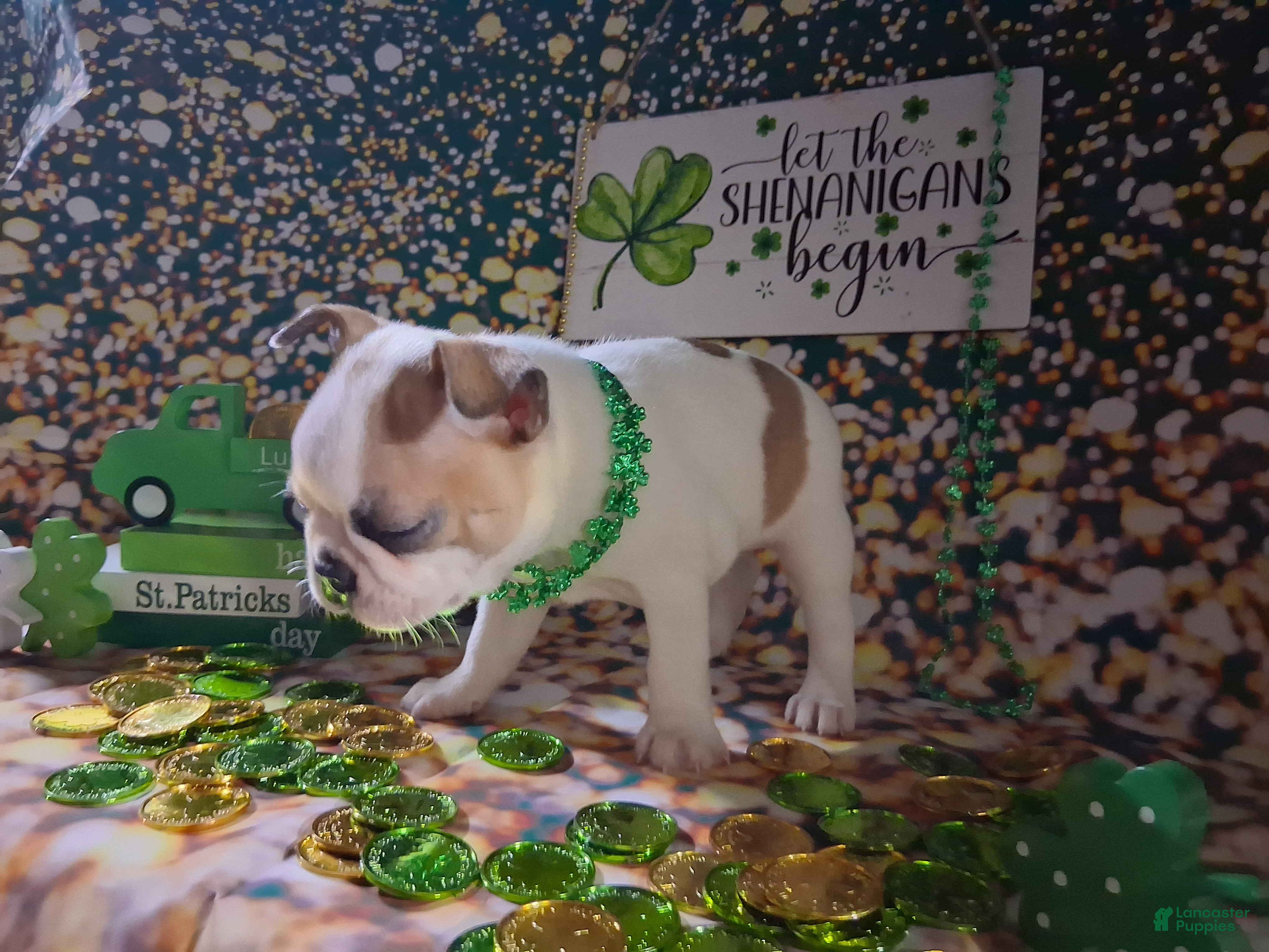 Boston Terrier dogs Sunfyre - Ad 2