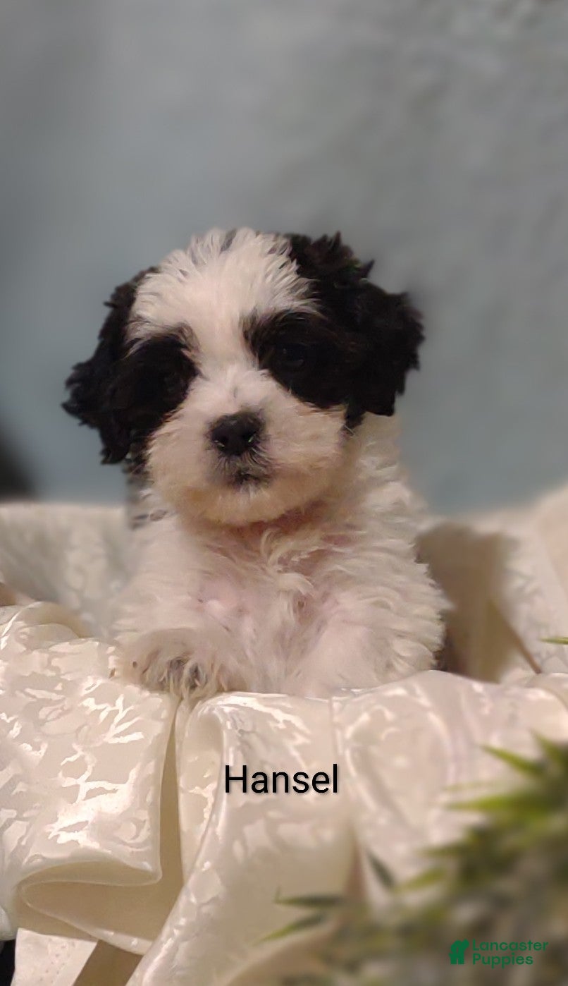 Mixed Breed dogs Mixed Breed 2 Hansel  - Ad 1