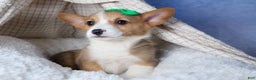 Welsh Corgi Pembroke dogs for sale: Mario - Ad 16