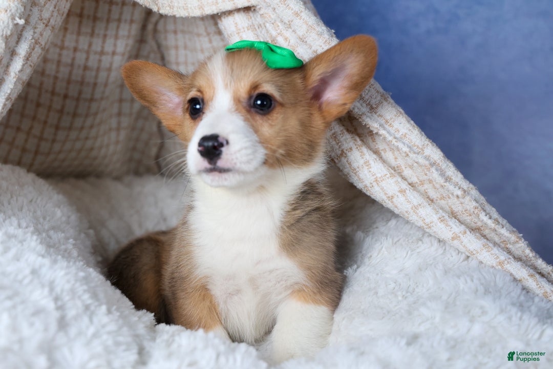 Welsh Corgi Pembroke dogs for sale: Mario - Ad 16