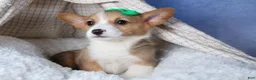 Welsh Corgi Pembroke dogs for sale: Mario - Ad 25