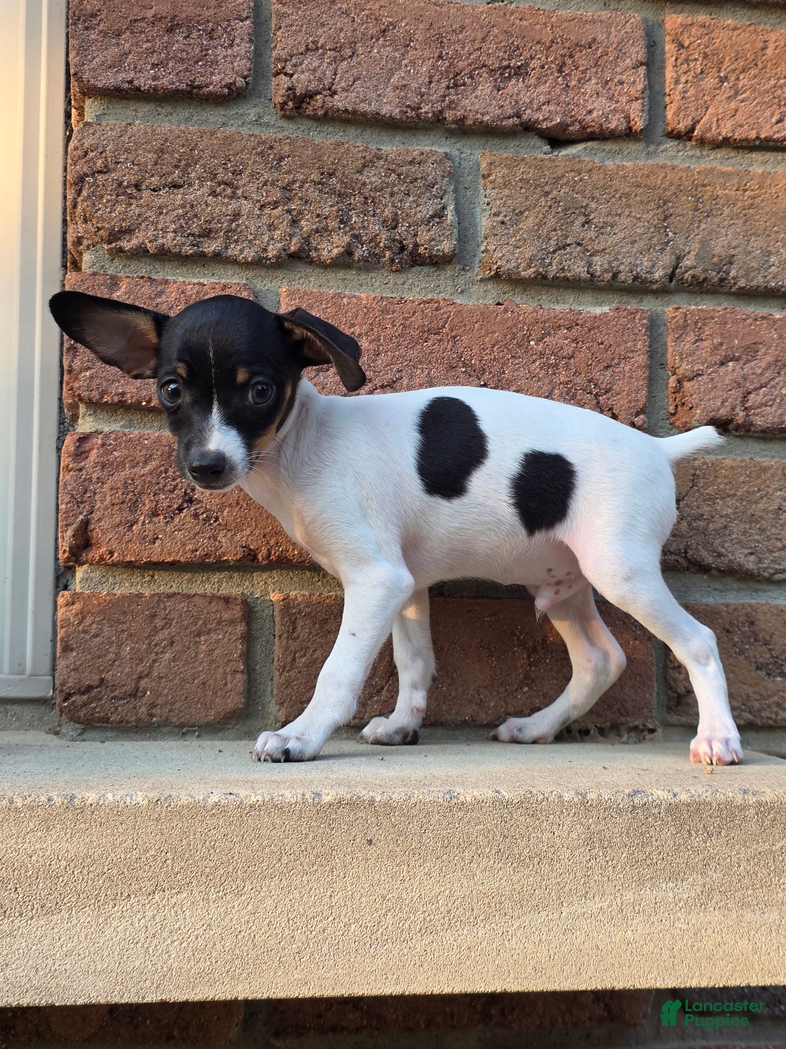Smooth Fox Toy Fox Terrier Rat Terrier Mix Smooth Fox Toy Fox Terrier  Yorkie Mix Puppies, image size:1536x2048