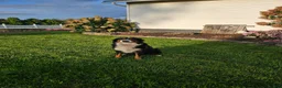 Bernese Mountain Dog dogs for sale: Hanson - Ad 4