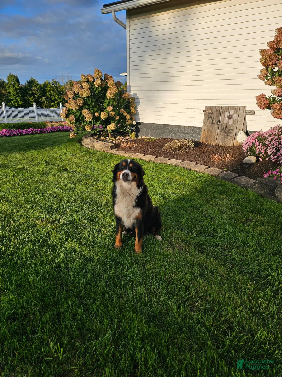 Bernese Mountain Dog dogs for sale: Hanson - Ad 4
