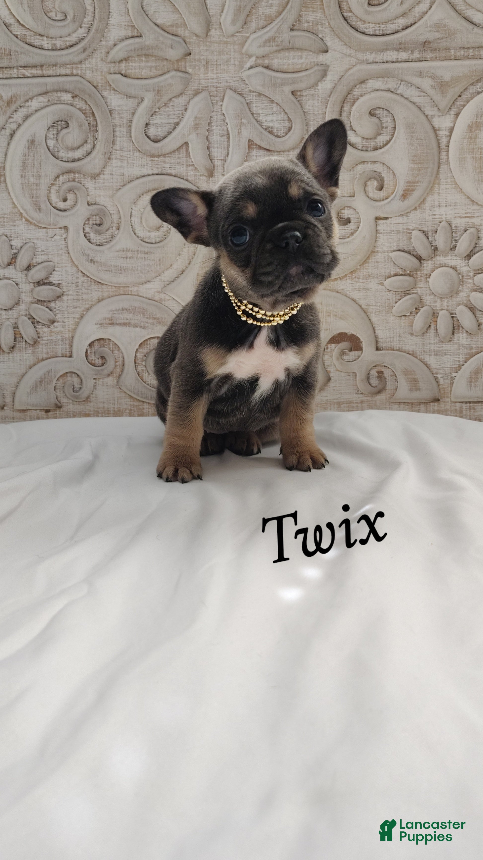 French Bulldog dogs for sale: Twix - Ad 2