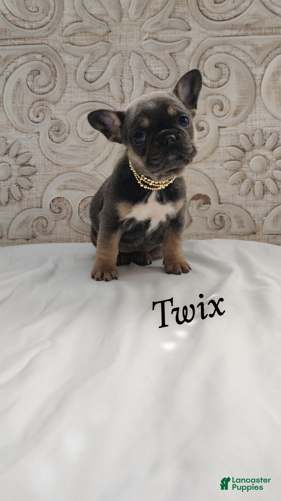 French Bulldog dogs for sale: Twix - Ad 1