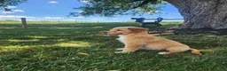 Mixed Breed dogs for sale: Nova - Ad 8