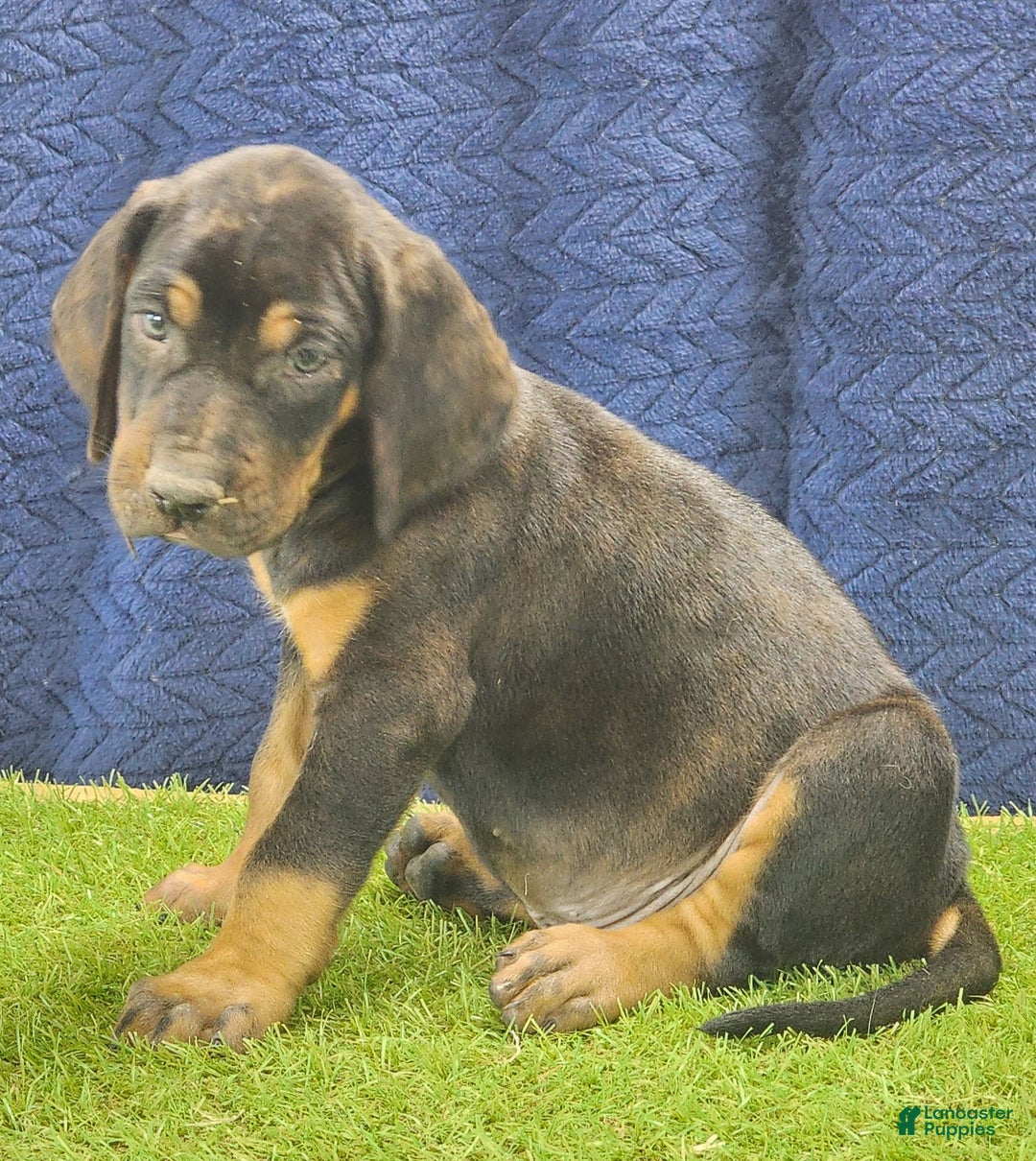 Mixed Breed dogs for sale: 2025 Bloodahoula Male 1 "Curly" - Ad 3
