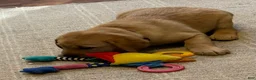 Labrador Retriever dogs for sale: Betty  - Ad 3