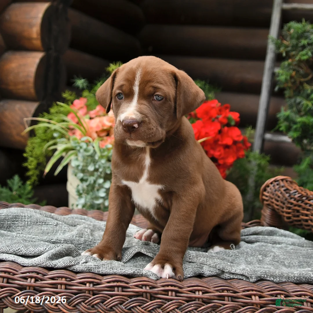 Boxador dogs for sale: Brownie - Ad 2