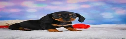 Miniature Dachshund dogs for sale: Ace - Ad 7