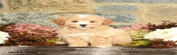 Maltipoo dogs for sale: Loren - Ad 4