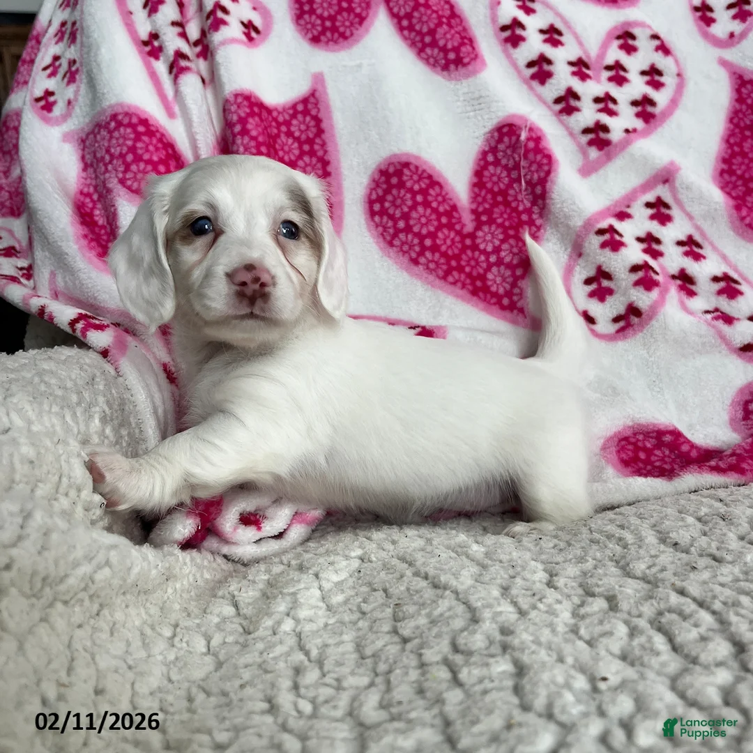 Miniature Dachshund dogs for sale: Snowflower Special Needs - Ad 4